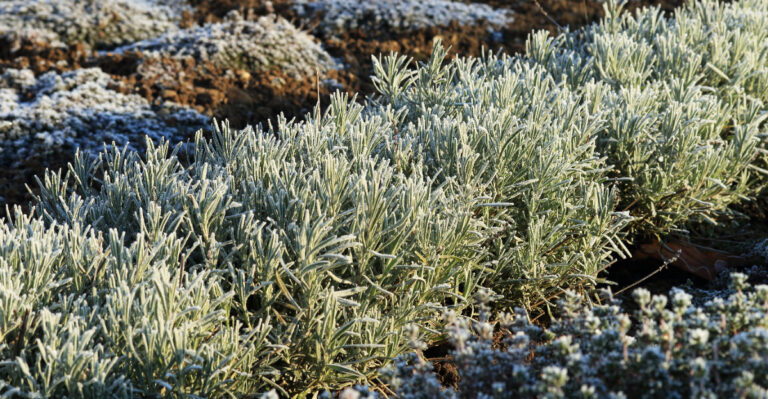 frost on lavender