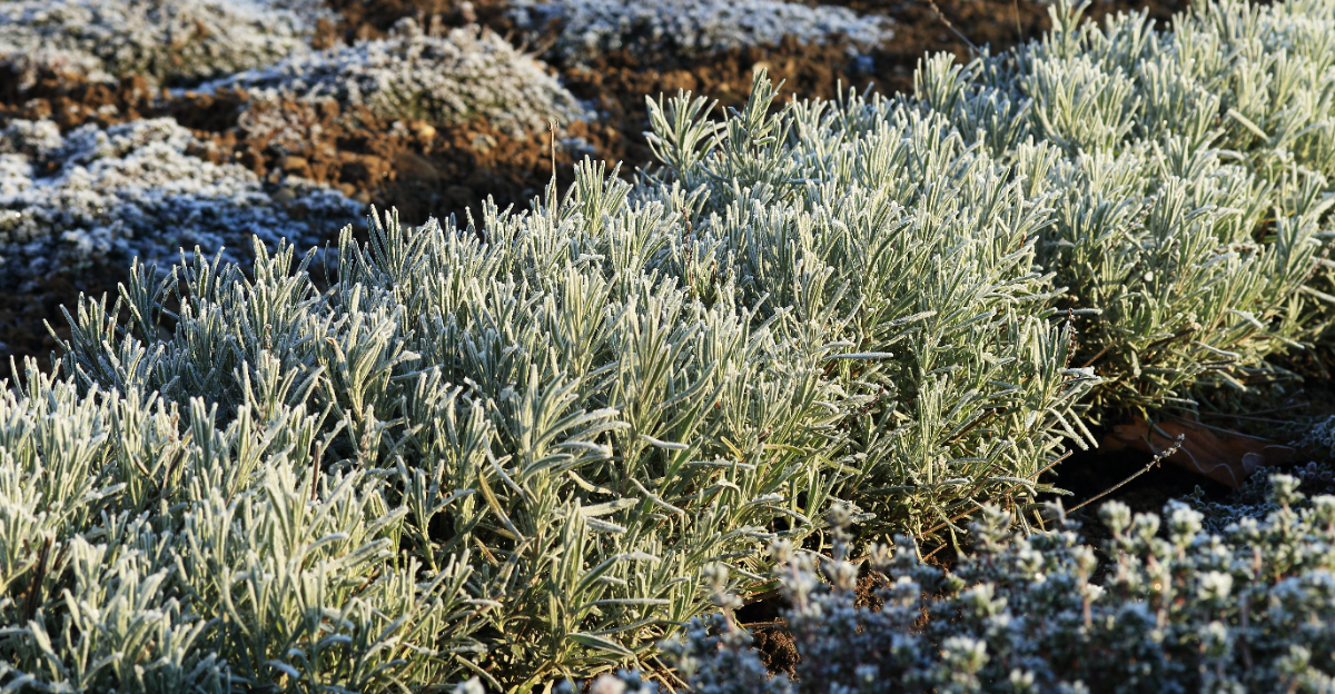 frost on lavender
