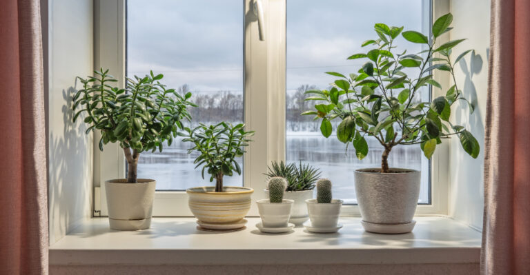 houseplants on window