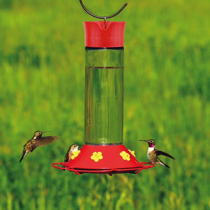 How Feeders Help Hummingbirds Survive Cold Months