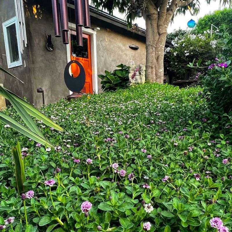 Water Bills Drop Fast When Grass Is Replaced With Kurapia