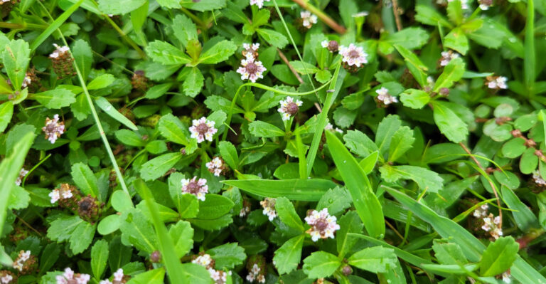 Kurapia (featured image)