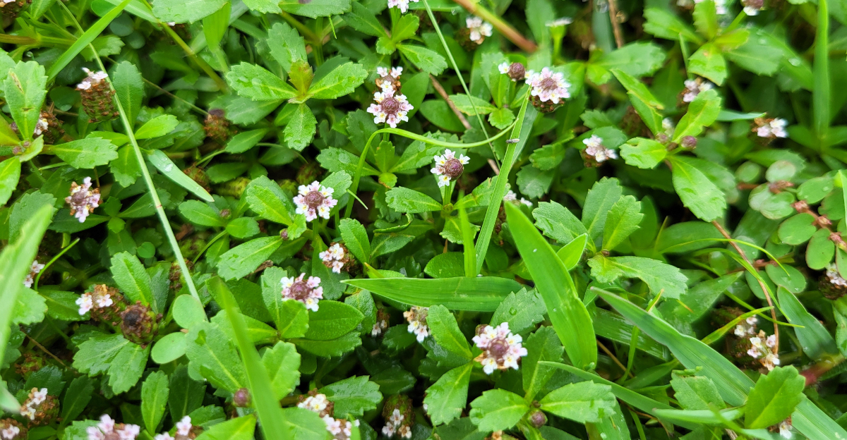 Kurapia (featured image)