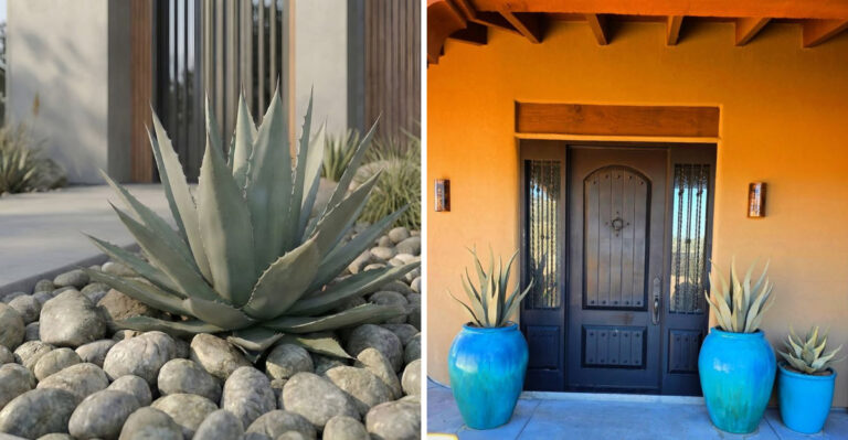 Why More Arizona Homes Are Placing Agave By The Front Door