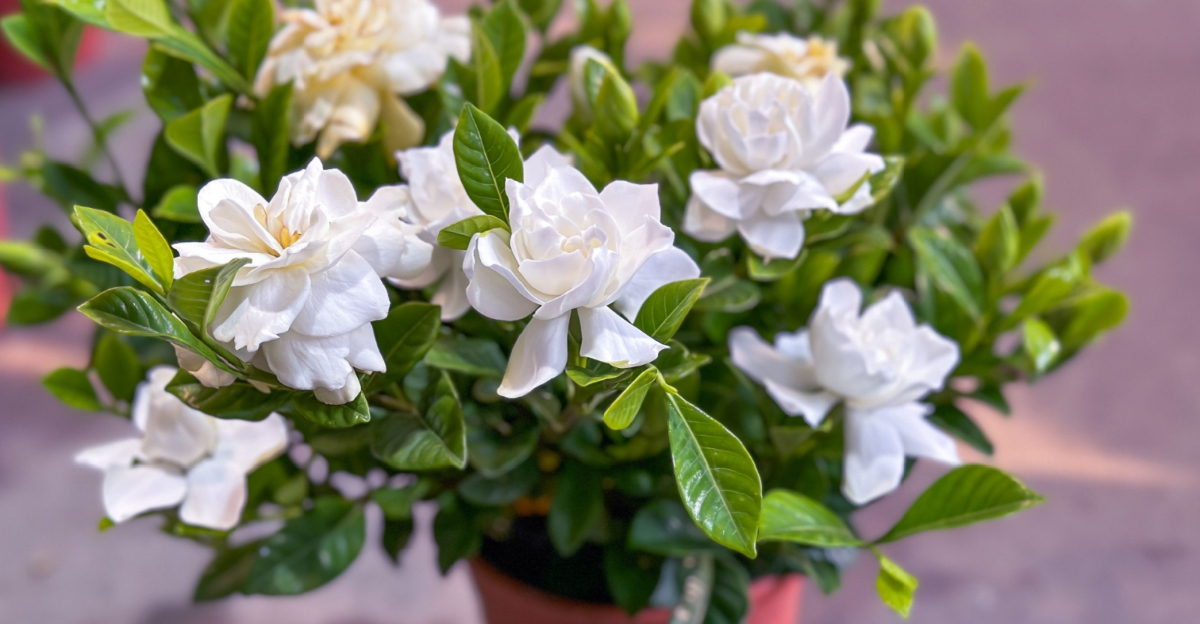 potted gardenia