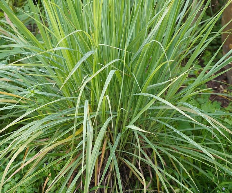 Lemongrass Will Guard Your Door