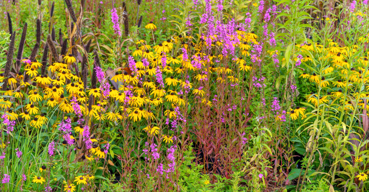 garden (featured image)