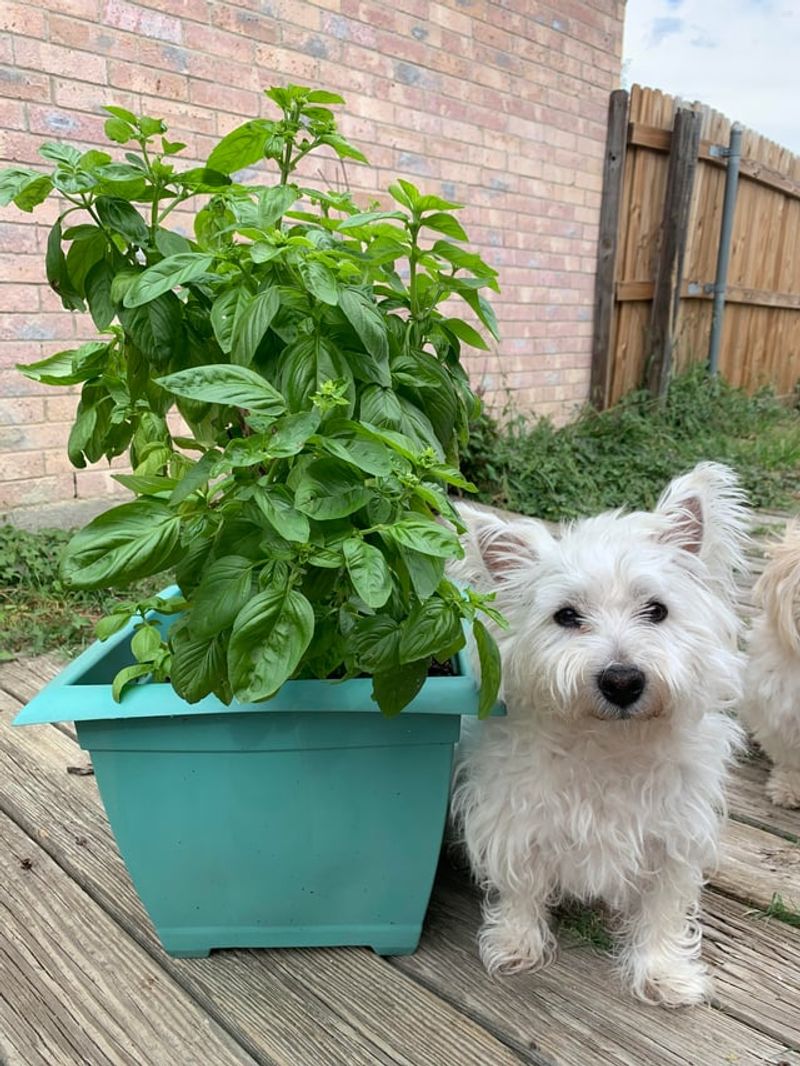 Create A Fragrant Welcome At Your Door