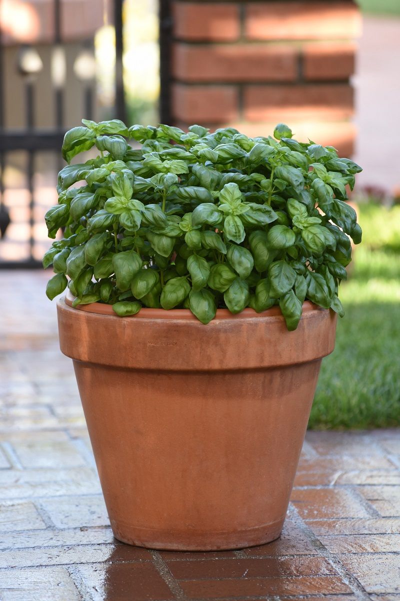 Basil Has Cultural And Traditional Meaning In Many Florida Households