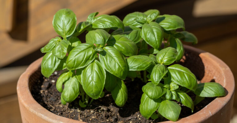 potted basil