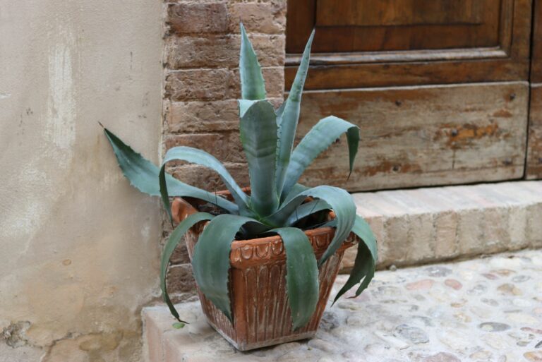agave near door