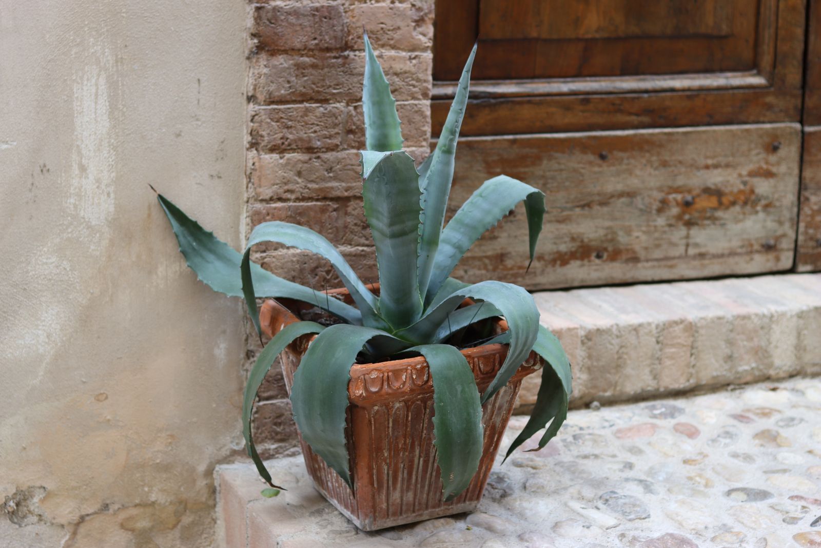 agave near door