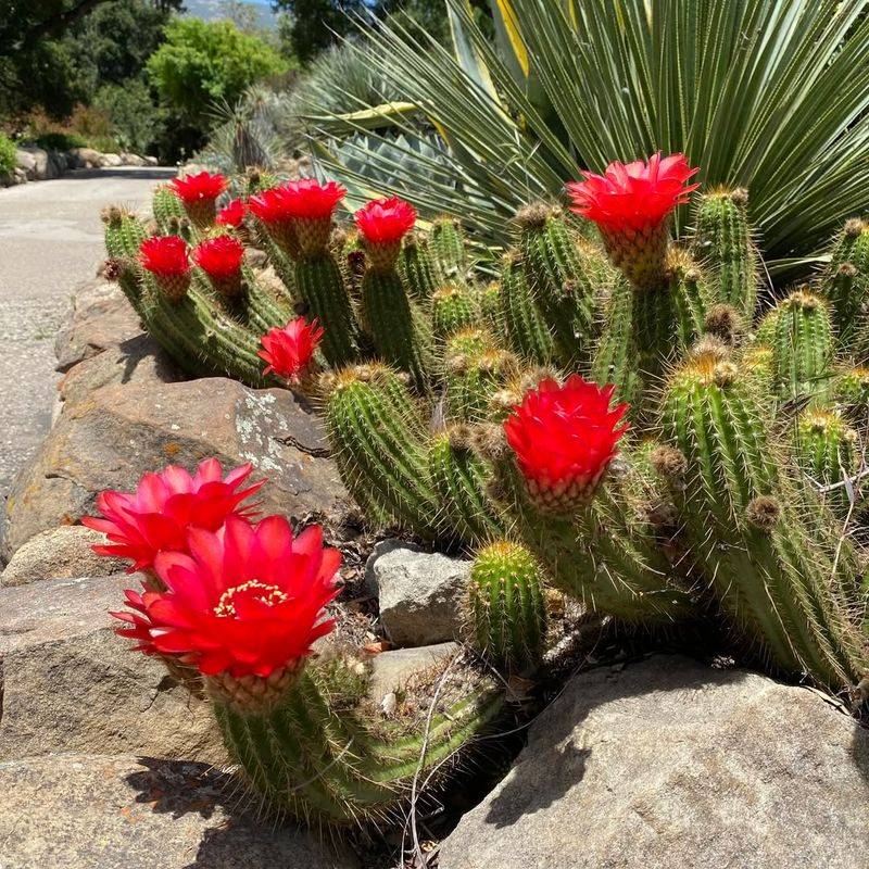 Thrives In Rocky Soil Where Others Struggle