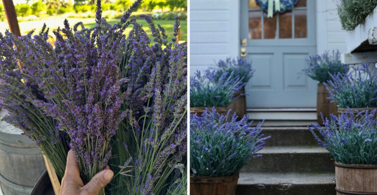 Why North Carolina Homeowners Keep Lavender Near Their Front Doors
