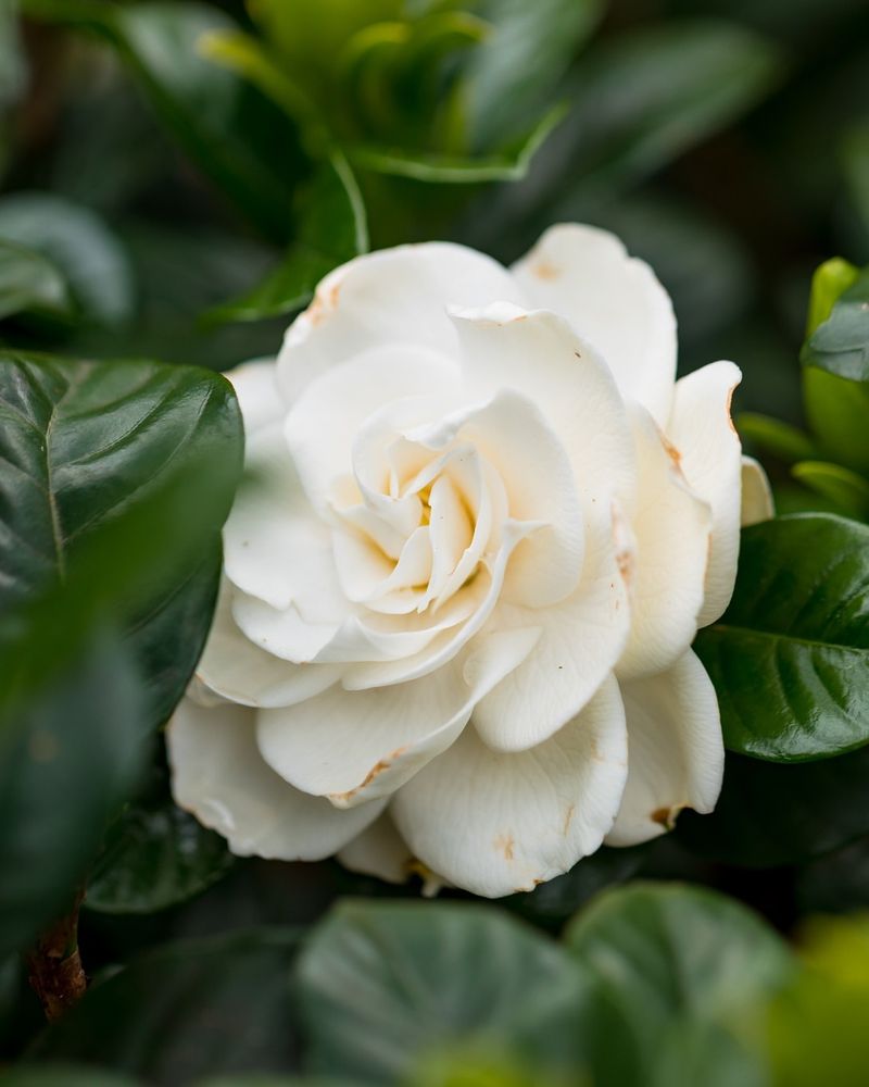 Give Them The Right Light For Steady Blooms