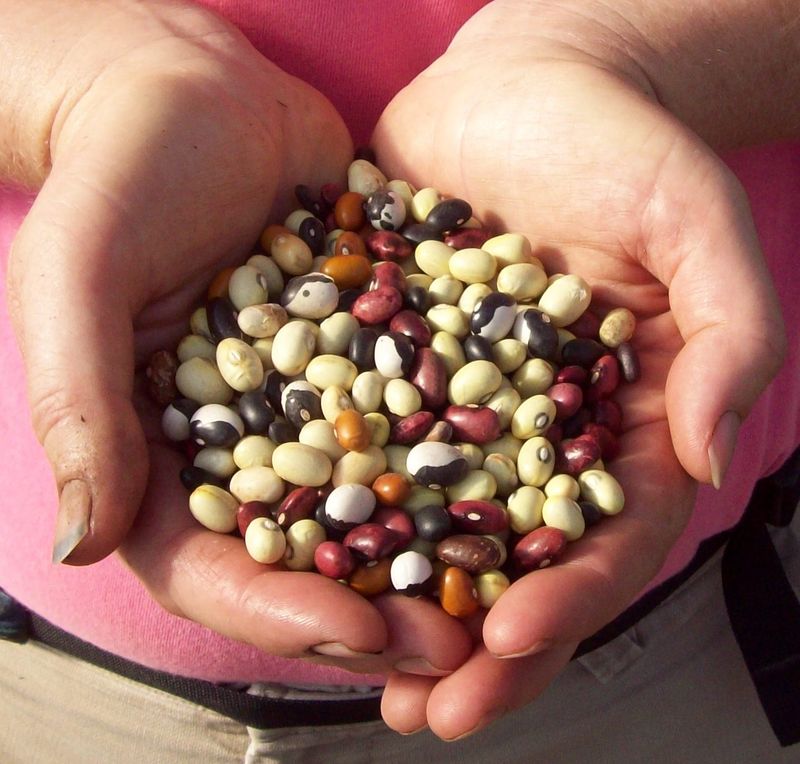 A Tradition Passed From One Generation To The Next