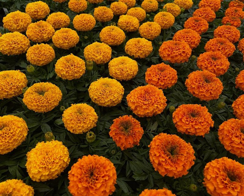 Marigolds Will Help You Control Garden Pests Naturally