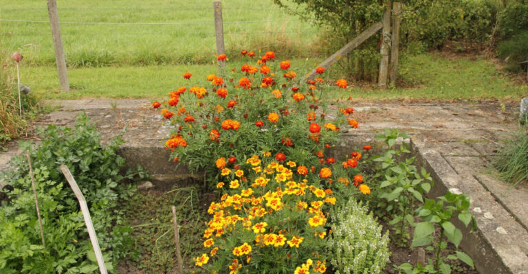 marigolds in a veggie garden
