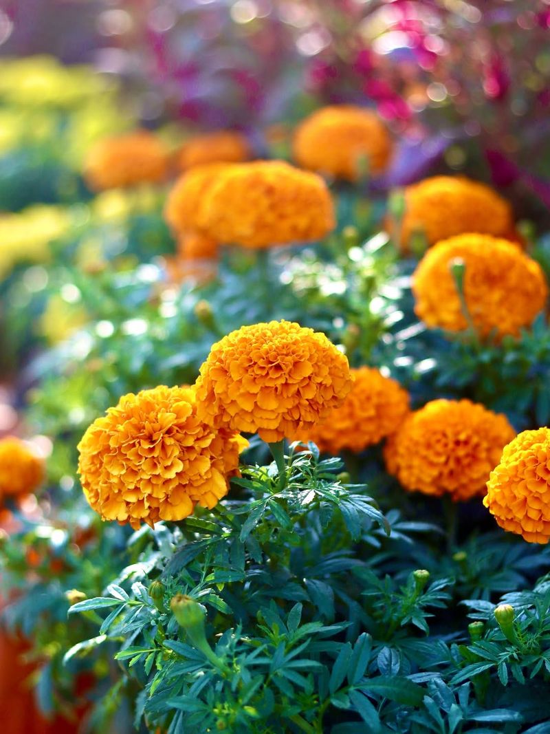 Marigolds Add A Burst Of Sunny Cheer