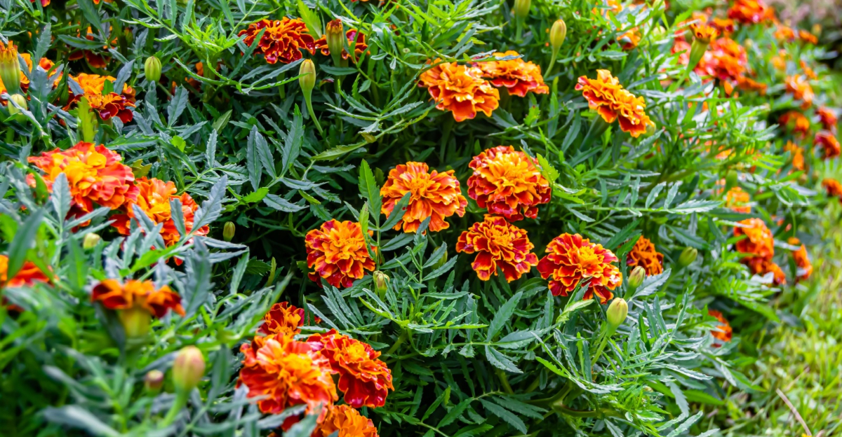 marigolds