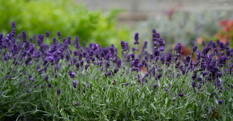 lavender in bloom