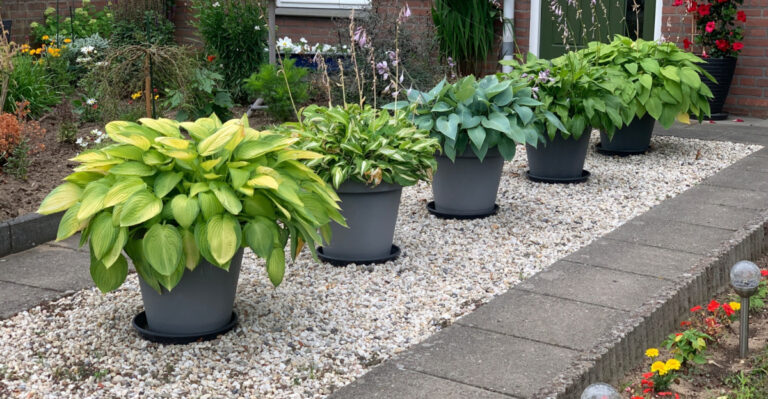 hostas front yard