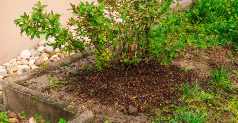 shredded mulch around blueberry bush