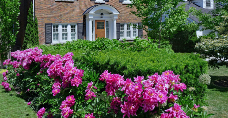 peonies in front of a home