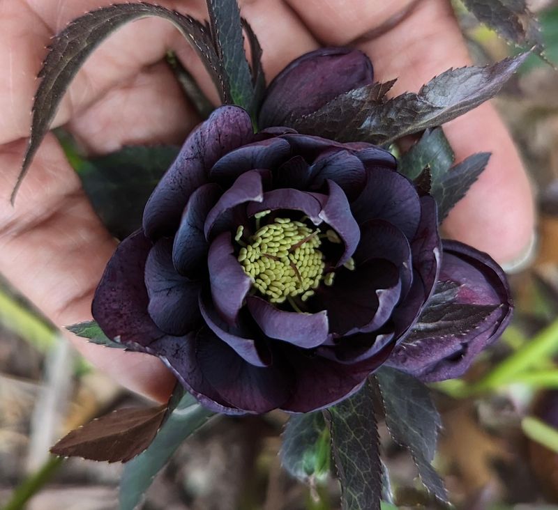 Don't Cut The Flower Stems