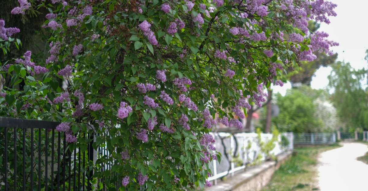 lilac bush