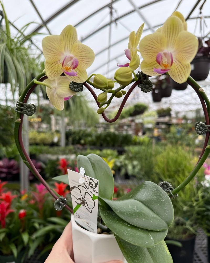 Moving Past The Classic Rose Bouquet