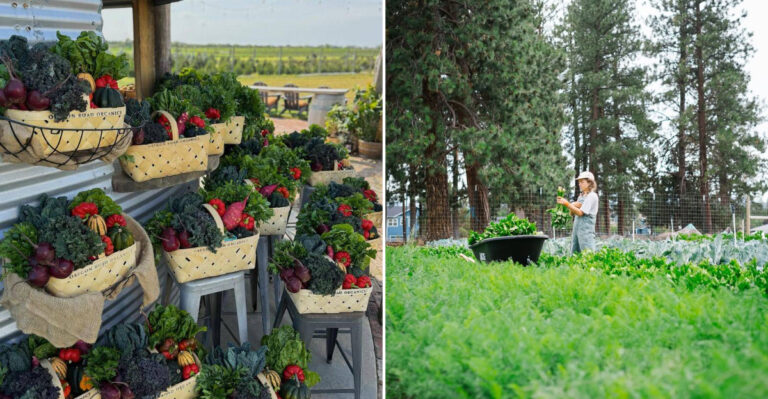 organic oregon gardening