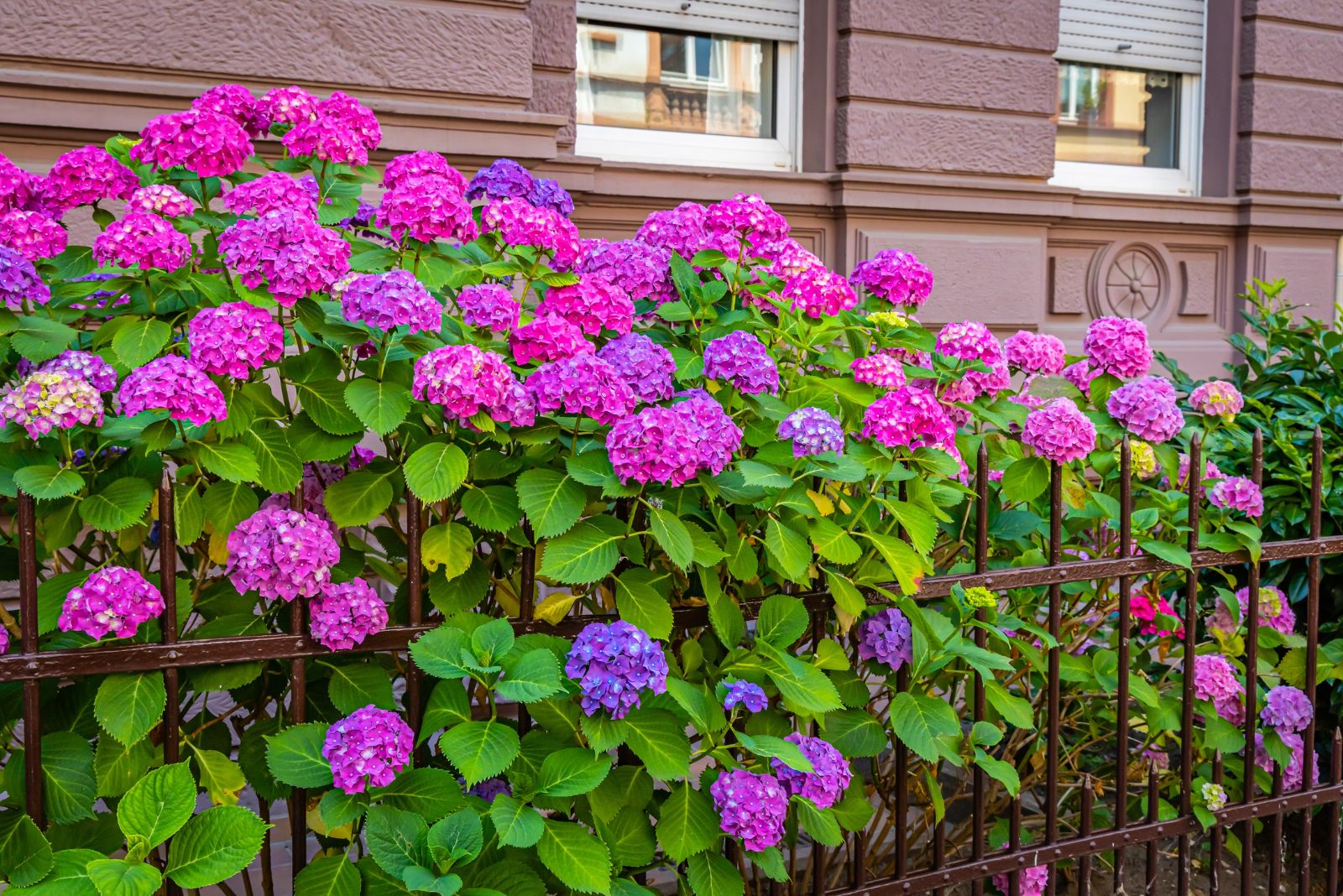 hydrangea in front yard