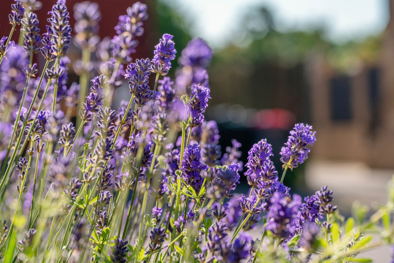 lavender in front yard