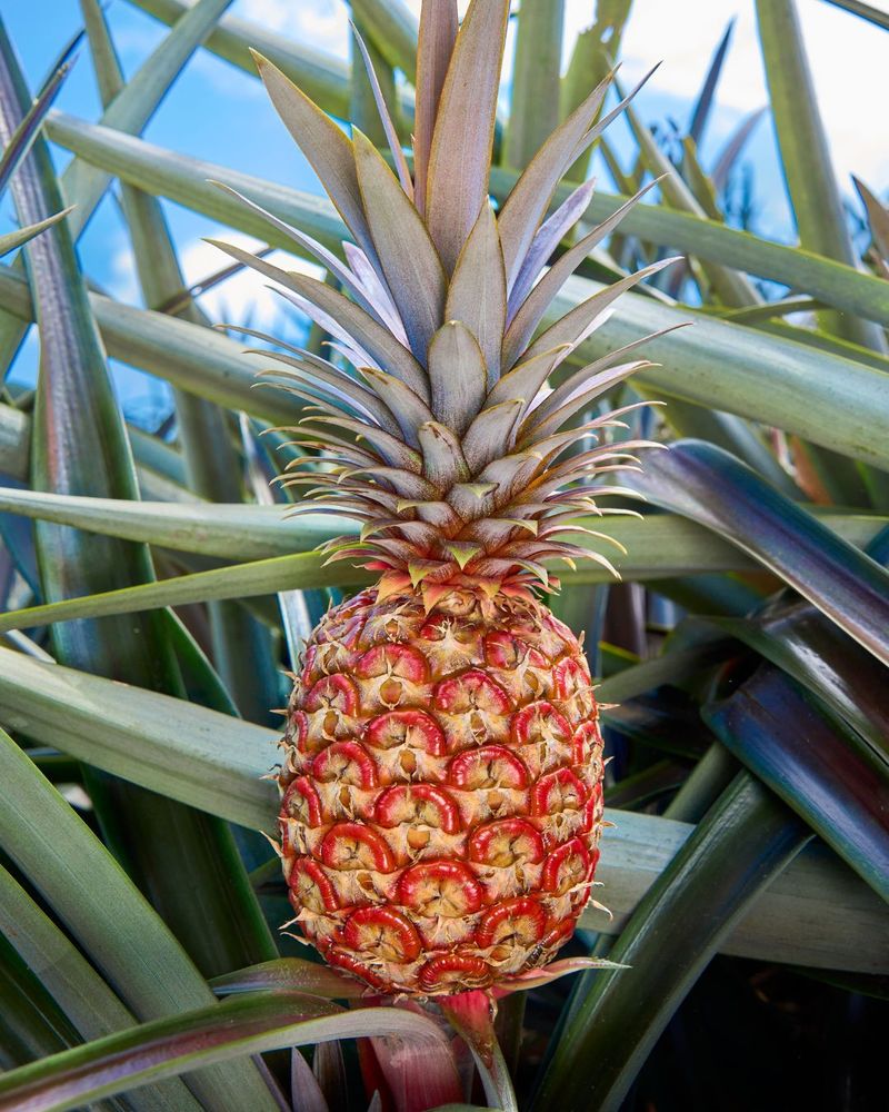 The Meaning Behind Pineapples In Southern Living