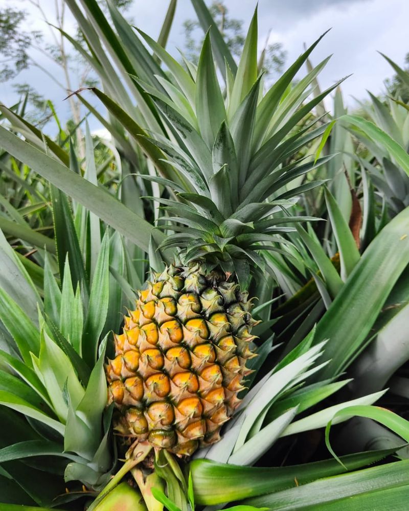 The Sweet Story Behind Pineapples And Hospitality