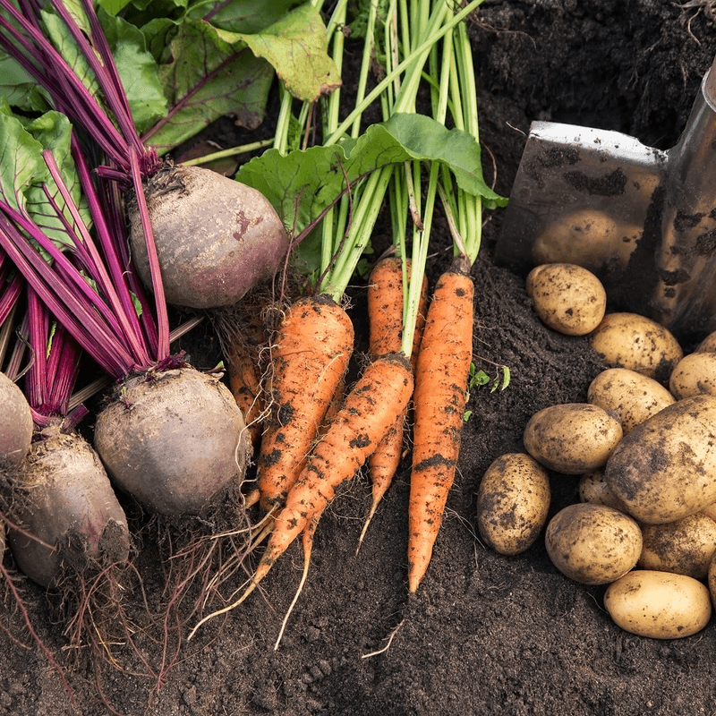 New Moon: Focus On Root Crops