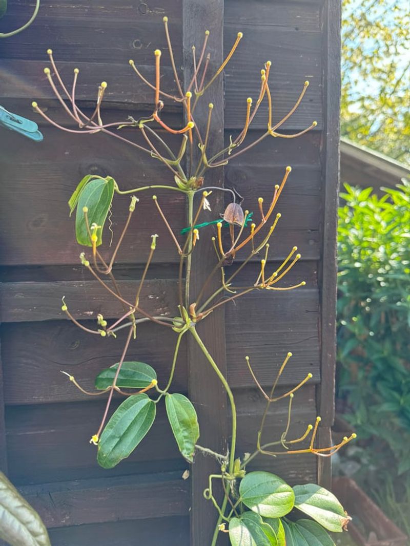 The Simple 1 2 3 Method For Stress Free Pruning