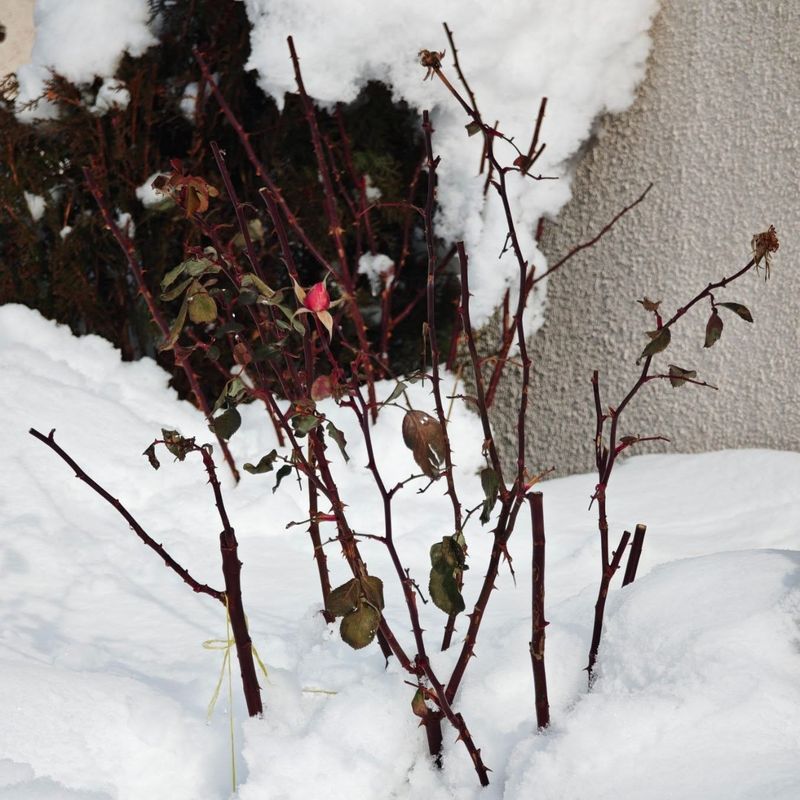 Winter Kill From Extreme Cold