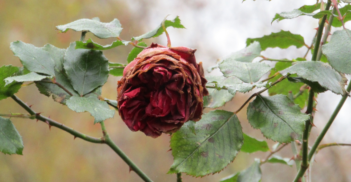wilted rose in garden