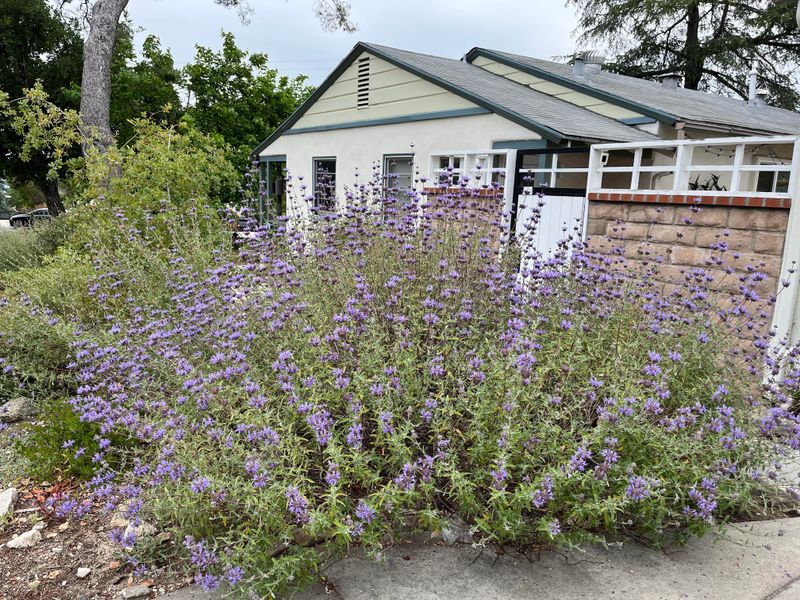 The Cultural And Traditional Meaning 