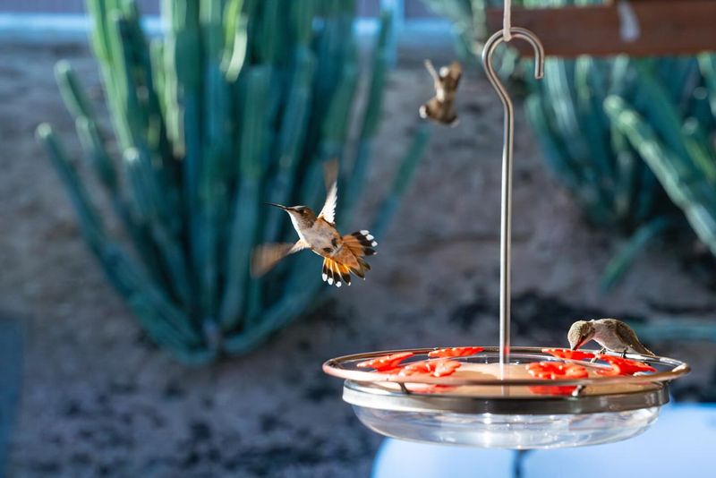 A Reliable Water Source Drives More Backyard Activity