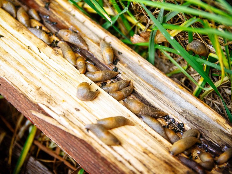 Where Slugs Hide In Your Garden