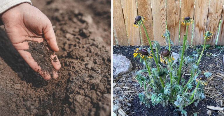 sand soil and wilted plant