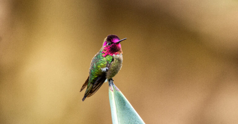 annas hummingbird