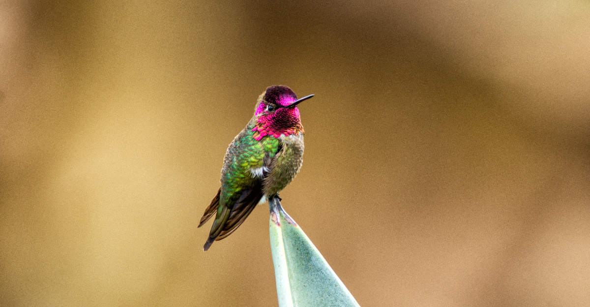 annas hummingbird