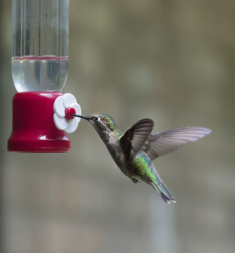 Feeders Provide Steady Nectar