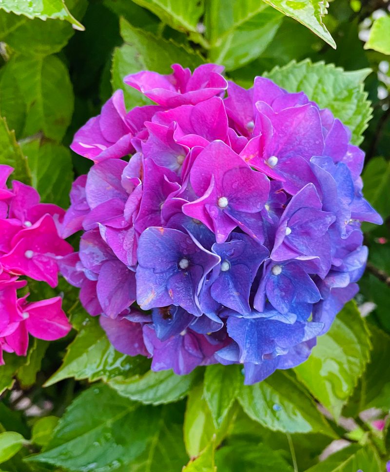 How Gardeners Influence Color Naturally