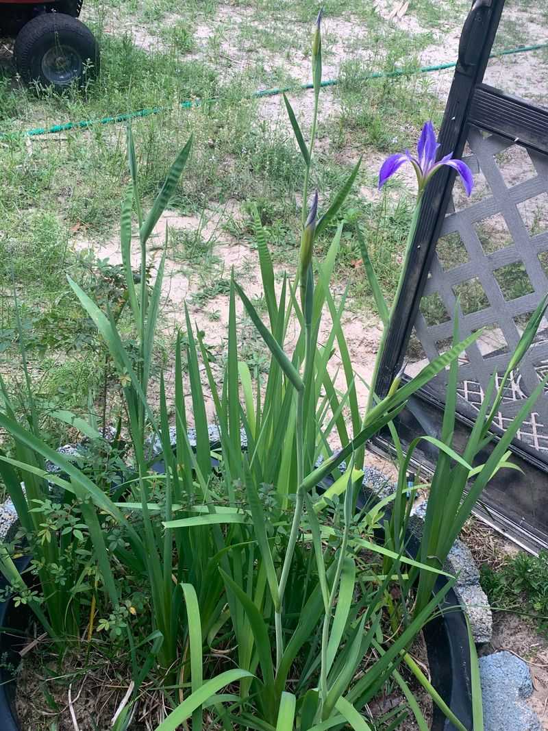 Too Much Shade, Not Enough Sun