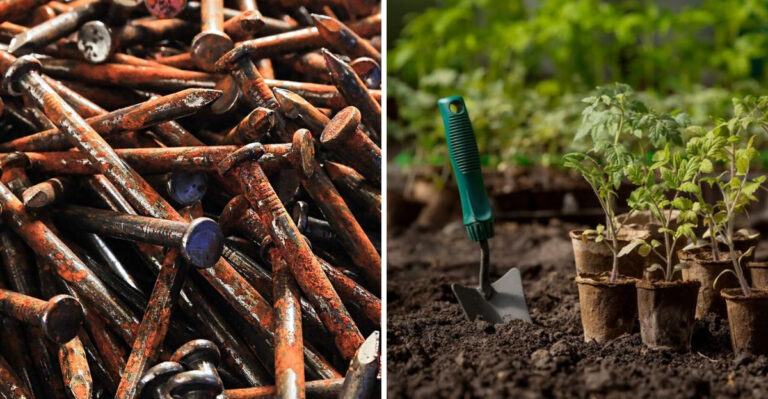 rusty nails and planting tomatoes in the garden